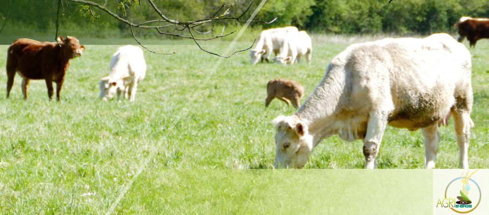 Intrants d'élevage chez Agri Bio énergie à etreville